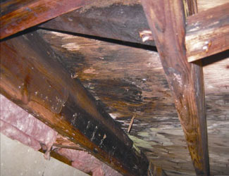 mold and rot in a Vancouver crawl space