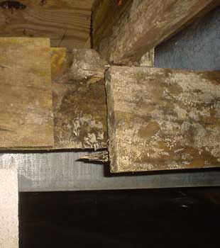 Extensive basement rot found in Salem by John's Waterproofing