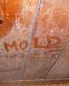 The word mold written with a finger on a moldy wood wall in Springfield