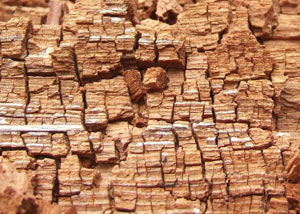 Wood severely damaged by dry rot damage in West Linn
