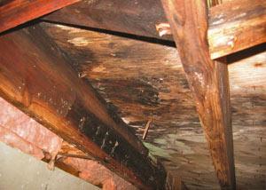 Extensive crawl space rot damage growing in Dallas