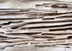 Carpenter ant tunnels and galleries in structural wood in a Dallas home