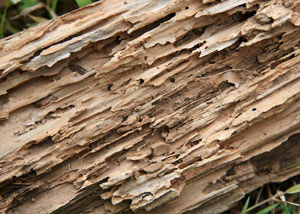 Termite-damaged wood showing rotting galleries outside of a Woodburn home