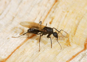 Closeup of a carpenter ant breeder in Springfield