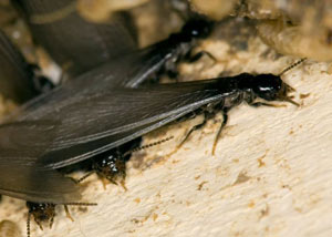 Closeup view of a termite new queen breeder in Newberg