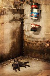 a cat laying in a wet, leaky basement in Vancouver, OR