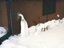 IceGuard® Installed Eugene